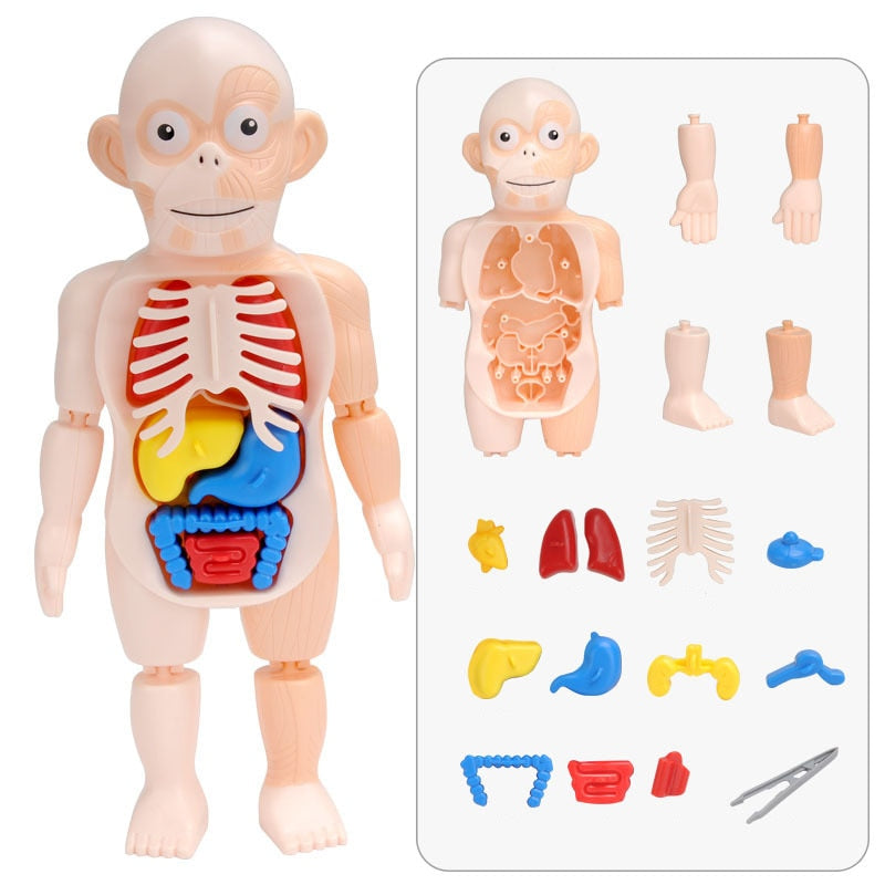 Brinquedo Pedagógico Conheça o Corpo Humano Brincadeira de Criança